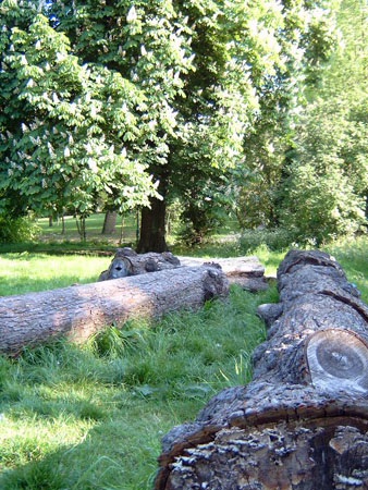 tree3