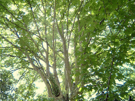 treelight